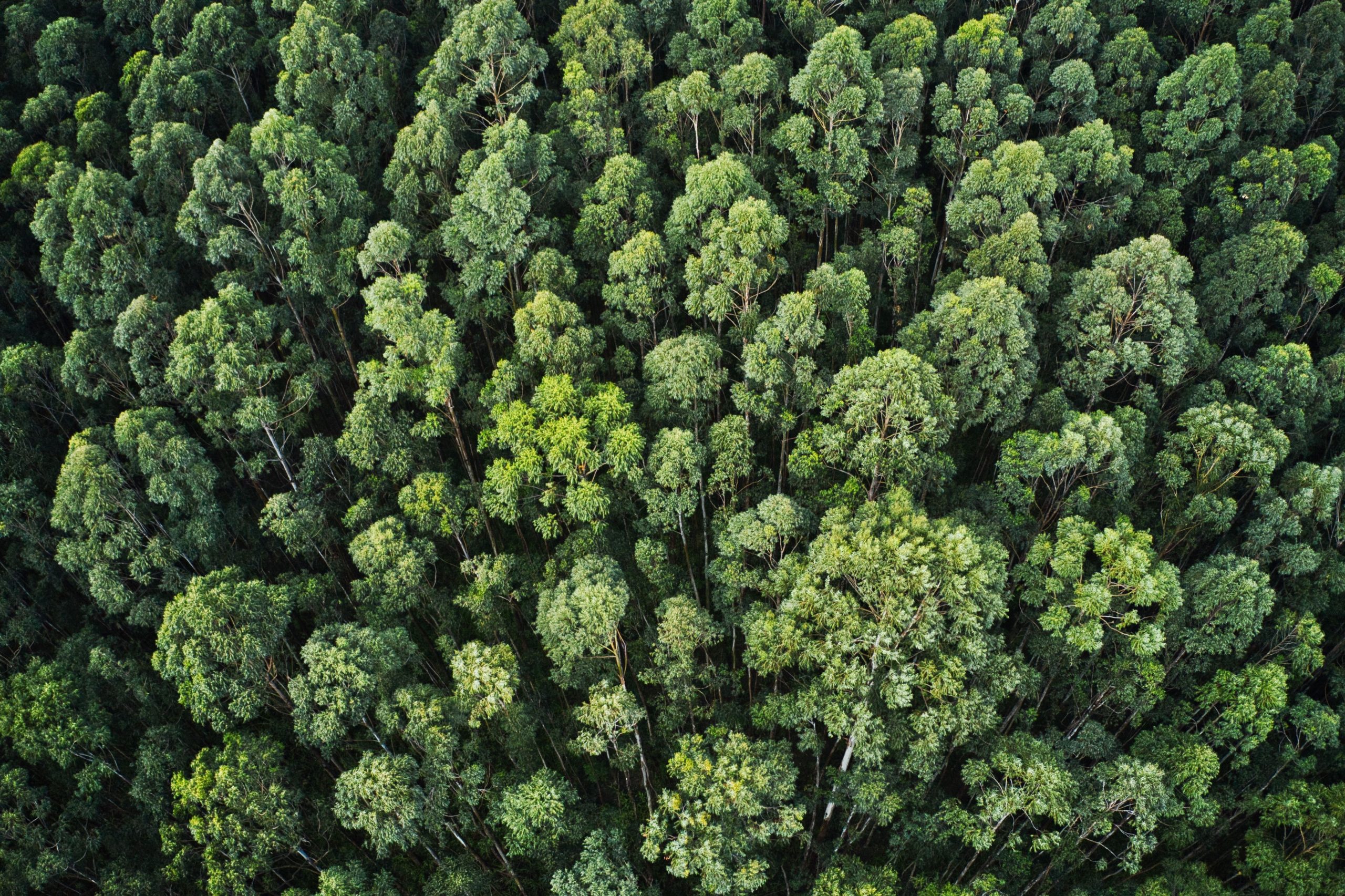 Grüner Wald aus der Vogelperspektive